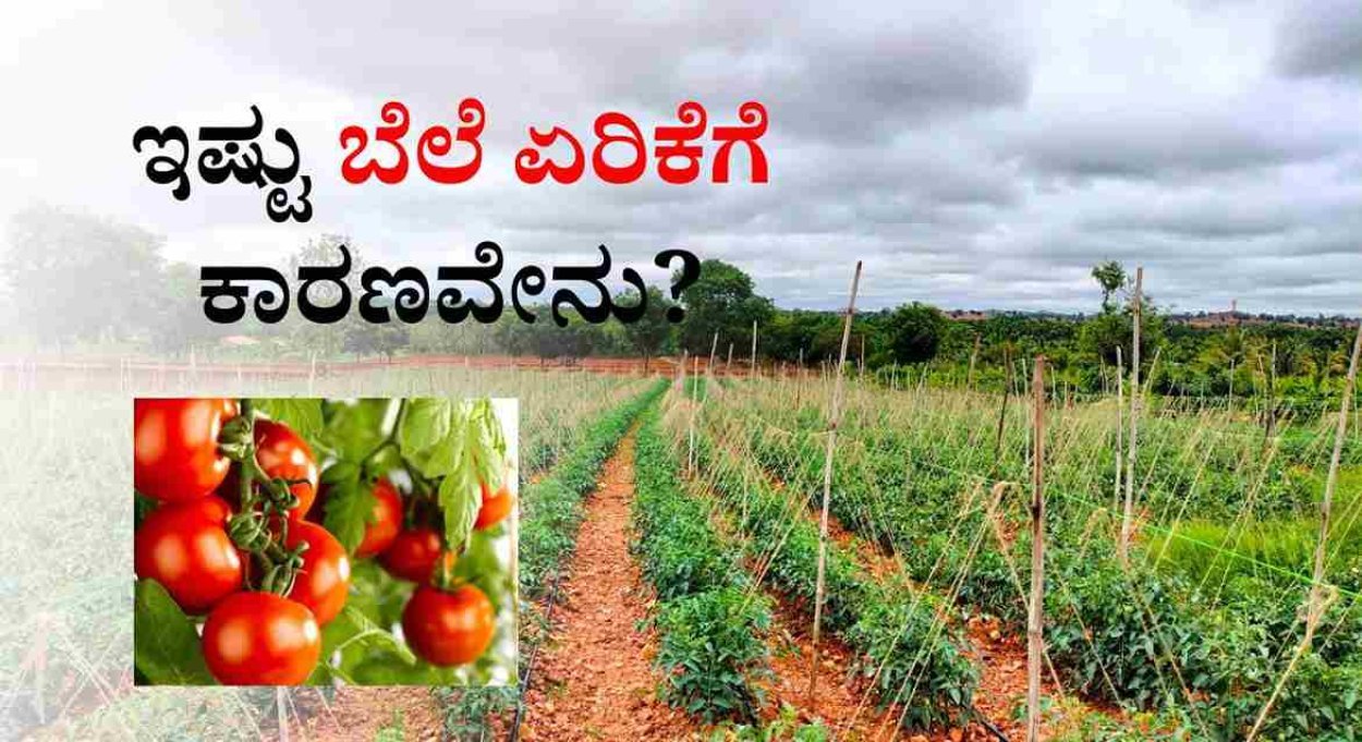 Tomato farming: 30 ಗುಂಟೆಯಲ್ಲಿ ಟೊಮೆಟೊ ಬೆಳೆದು 5 ಲಕ್ಷ ಆದಾಯ ಪಡೆದ ರೈತ!