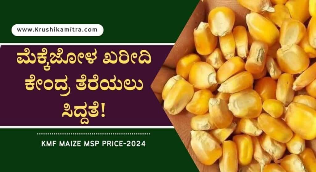Maize msp price- ಕೆಎಂಎಫ್‌ ನಿಂದ ರೂ 2,400/- ದರದಲ್ಲಿ ಮೆಕ್ಕೆಜೋಳ ಖರೀದಿ!
