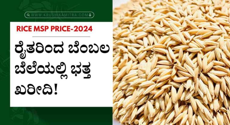Rice MSP- ಬೆಂಬಲ ಬೆಲೆಯಲ್ಲಿ ಭತ್ತ ಖರೀದಿ! ಬೆಲೆ ಎಷ್ಟು ನಿಗದಿ ಮಾಡಲಾಗಿದೆ?