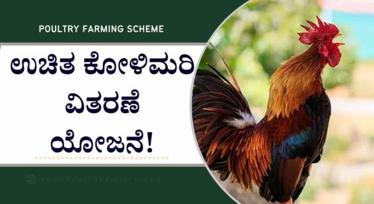 Uchitha koli mari-ಉಚಿತವಾಗಿ ಕೋಳಿಮರಿ ಪಡೆಯಲು ಪಶುಸಂಗೋಪನೆ ಇಲಾಖೆಯಿಂದ ಅರ್ಜಿ ಆಹ್ವಾನ!