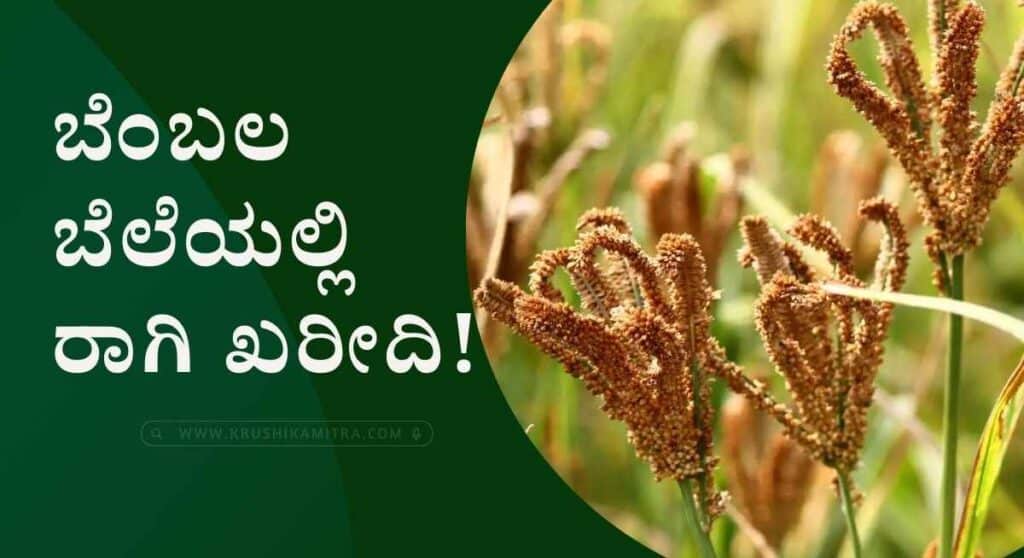 Raagi Msp price-ರೈತರಿಗೆ ಸಿಹಿ ಸುದ್ದಿ ಕ್ವಿಂಟಲ್‌ಗೆ ₹4,290 ರೂ ರಂತೆ ರಾಗಿ ಖರೀದಿ!