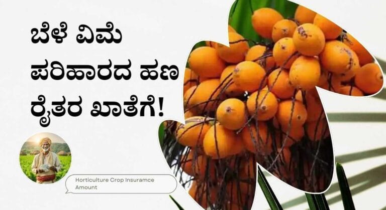 Bele vime-ಅಡಿಕೆ ಸೇರಿದಂತೆ ತೋಟಗಾರಿಕೆ ಬೆಳೆಗಳ ವಿಮೆ ಹಣ ಬಿಡುಗಡೆ! ಇಲ್ಲಿದೆ ಸ್ಟೇಟಸ್ ಚೆಕ್ ಲಿಂಕ್!