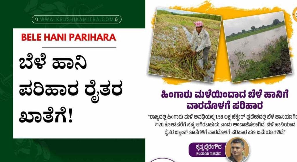 Bele hani parihara-ಹಿಂಗಾರು ಹಂಗಾಮಿನ ₹120 ಕೋಟಿ ಬೆಳೆ ಹಾನಿ ಪರಿಹಾರ ರೈತರ ಖಾತೆಗೆ!