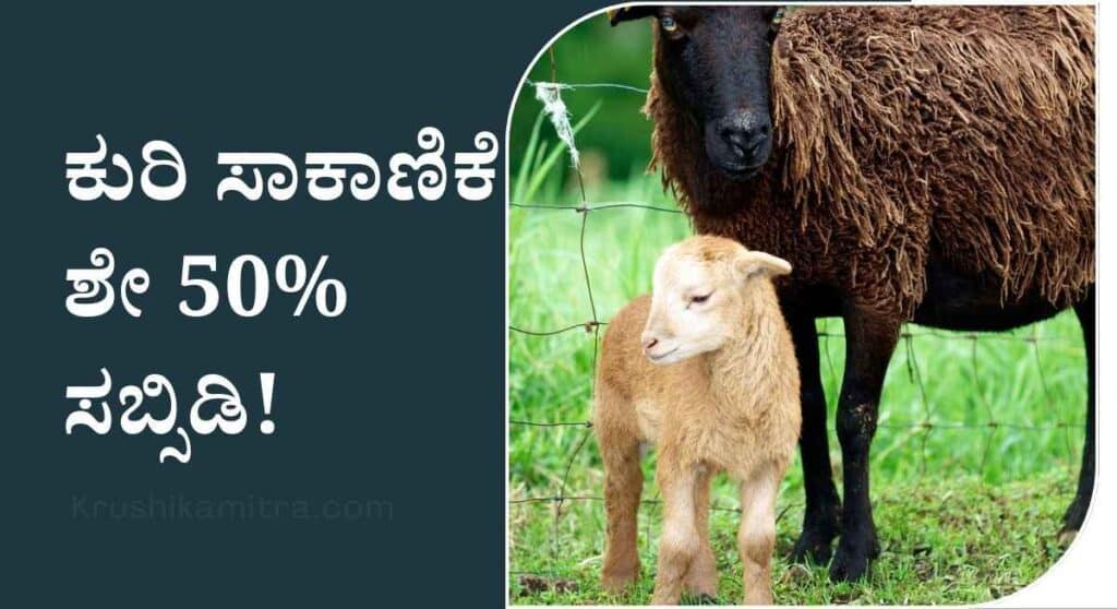 Sheep farming loan-ಶೇ 50% ಸಬ್ಸಿಡಿ ಪಡೆದು ಕುರಿ ಸಾಕಾಣಿಕೆ ಆರಂಭಿಸಲು ಆನ್ಲೈನ್ ಮೂಲಕ ಅರ್ಜಿ ಆಹ್ವಾನ!