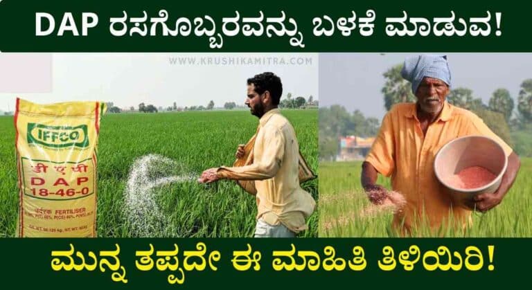 DAP Fertilizer-ರೈತರಿಗೆ ಡಿಎಪಿ ರಸಗೊಬ್ಬರ ಬಳಕೆ ಕುರಿತು ಕೃಷಿ ಇಲಾಖೆಯಿಂದ ಮಹತ್ವದ ಪ್ರಕಟಣೆ!