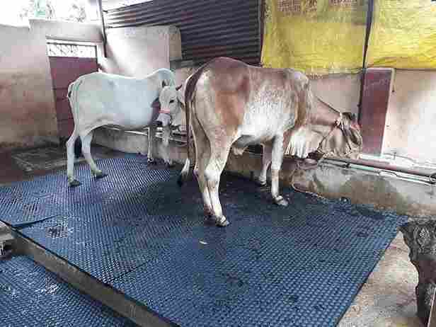 Cow Mat Subsidy