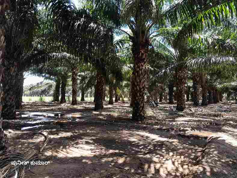 Oil Palm Subsidy