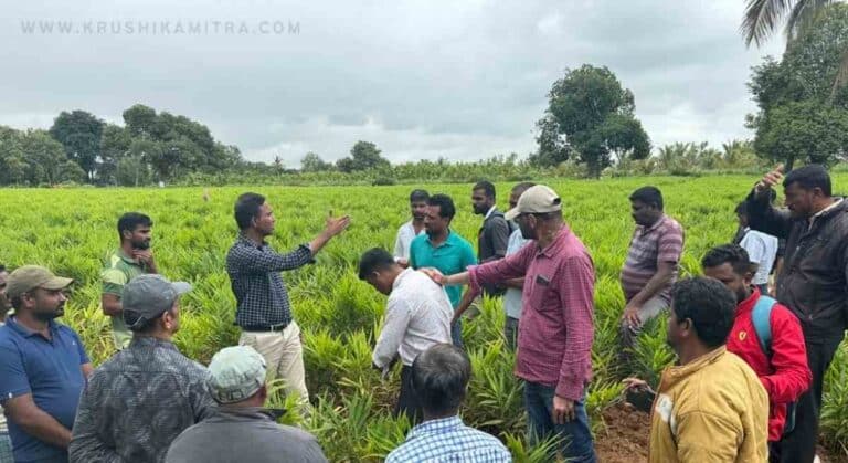 Ginger Crop-ಶುಂಠಿಗೆ ಎಲೆಚುಕ್ಕೆ ಕಾಟ ರೈತರ ನೆರವಿಗೆ ಬಾಗಲಕೋಟೆಯ ತೋಟಗಾರಿಕೆ ವಿಶ್ವವಿದ್ಯಾನಿಲಯ!