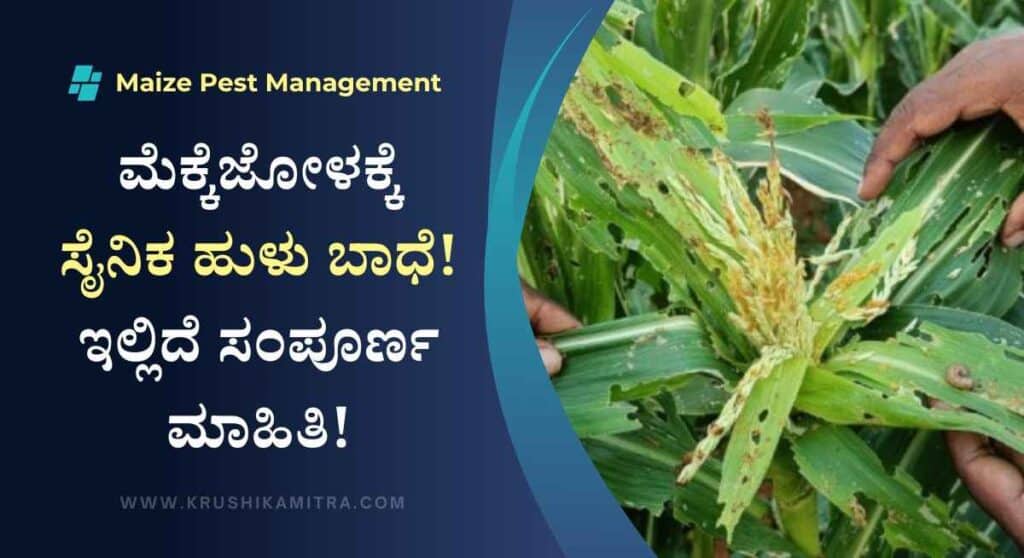Maize Fall Armyworm-ಮೆಕ್ಕೆಜೋಳಕ್ಕೆ ಸೈನಿಕ ಹುಳು ಬಾಧೆ! ನಿಯಂತ್ರಿಸಲು ಈ ಕ್ರಮ ಅನುಸರಿಸಿ!