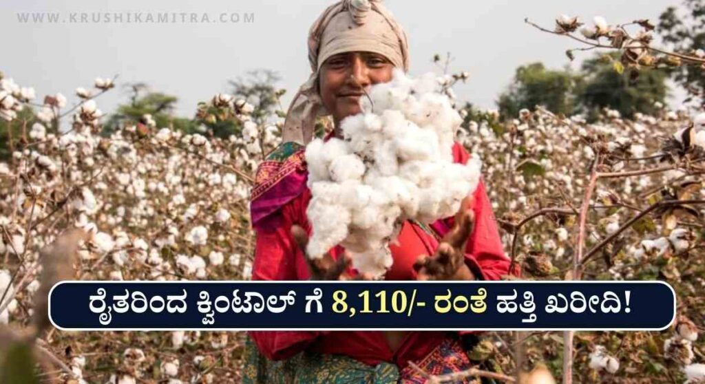 Cotton MSP Price-ಬೆಂಬಲ ಬೆಲೆಯಲ್ಲಿ ಕ್ವಿಂಟಾಲ್ ಗೆ 8,110/- ರಂತೆ ಹತ್ತಿ ಖರೀದಿಗೆ ರೈತರ ನೋಂದಣಿ ಆರಂಭ!