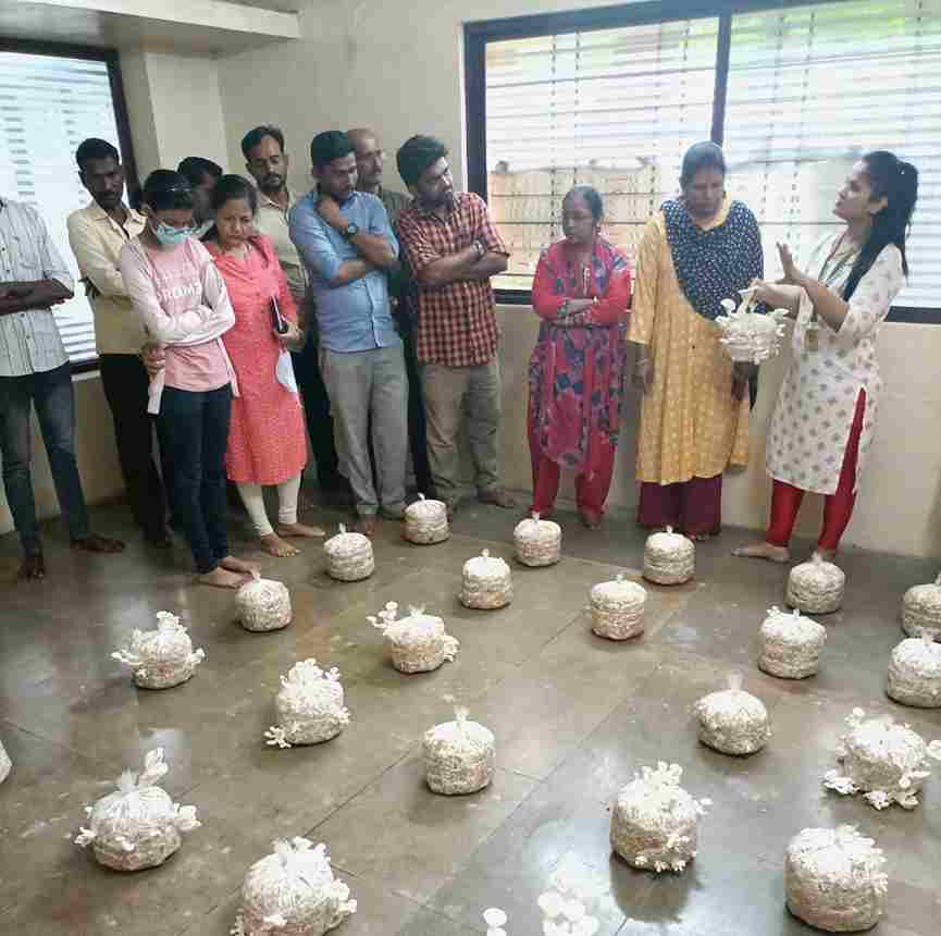 Free Mushroom Training (3)