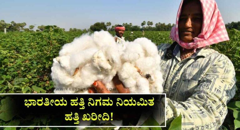 Cotton MSP-ಹತ್ತಿ ಬೆಳೆಗಾರರಿಗೆ ಸಿಹಿ ಸುದ್ದಿ: ಬೆಂಬಲ ಬೆಲೆಯಲ್ಲಿ ಹತ್ತಿ ಖರೀದಿಗೆ ನೋಂದಣಿ ಪ್ರಾರಂಭ!