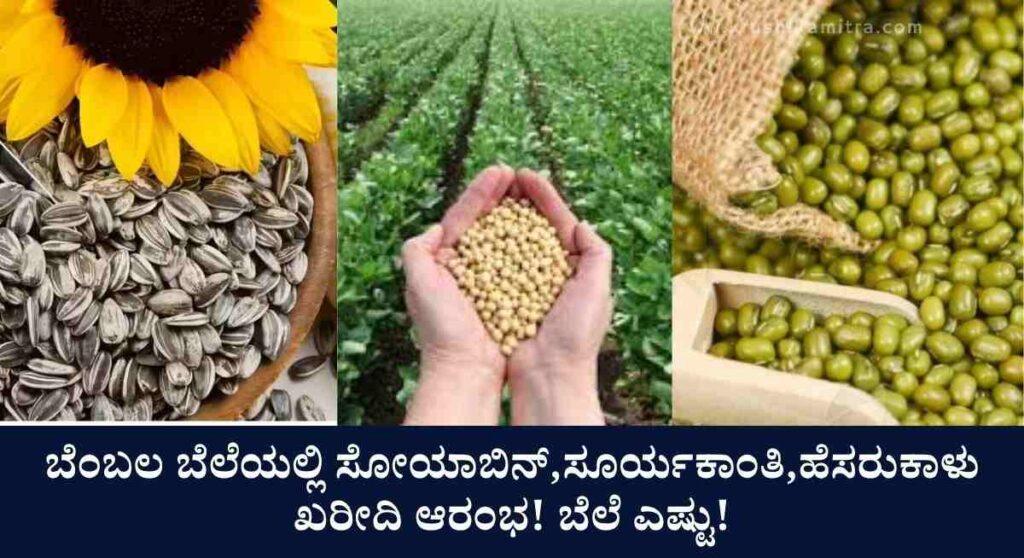 MSP Purchase-ರೈತರಿಗೆ ಸಿಹಿ ಸುದ್ದಿ! ಇಂದಿನಿಂದ ಬೆಂಬಲ ಬೆಲೆಯಲ್ಲಿ ಸೋಯಾಬಿನ್,ಸೂರ್ಯಕಾಂತಿ,ಹೆಸರು ಕಾಳು ಖರೀದಿ ಆರಂಭ!