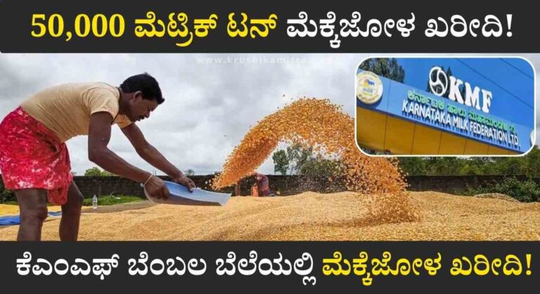 Mekkejola Kharidi- ಕೆಎಂಎಫ್‌ ಬೆಂಬಲ ಬೆಲೆಯಲ್ಲಿ ಕ್ವಿಂಟಾಲ್‌ಗೆ ₹2,400 ರಂತೆ ಮೆಕ್ಕೆಜೋಳ ಖರೀದಿಗೆ ಆದೇಶ ಪ್ರಕಟ!