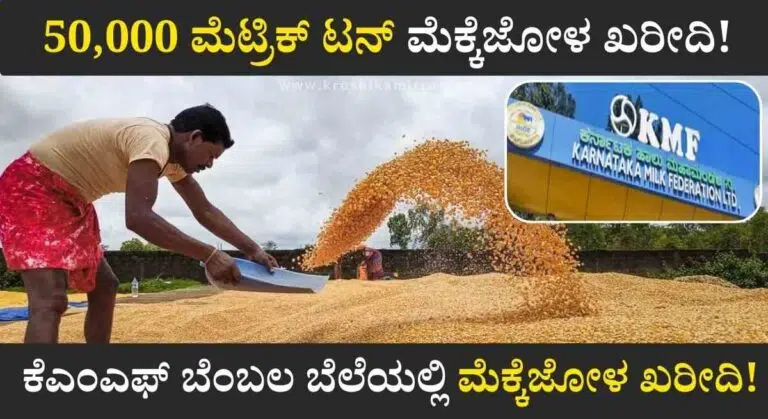 Mekkejola Kharidi- ಕೆಎಂಎಫ್‌ ಬೆಂಬಲ ಬೆಲೆಯಲ್ಲಿ ಕ್ವಿಂಟಾಲ್‌ಗೆ ₹2,400 ರಂತೆ ಮೆಕ್ಕೆಜೋಳ ಖರೀದಿಗೆ ಆದೇಶ ಪ್ರಕಟ!