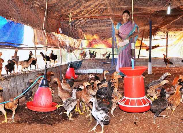 Poultry Scheme in karnataka