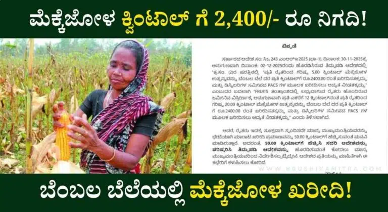 Maize MSP-ಬೆಂಬಲ ಬೆಲೆಯಲ್ಲಿ ಮೆಕ್ಕೆಜೋಳ ಖರೀದಿ ಮಿತಿ 50 ಕ್ವಿಗೆ ಹೆಚ್ಚಳ! ಕ್ವಿಂಟಾಲ್ ಗೆ 2,400/- ರೂ ನಿಗದಿ!