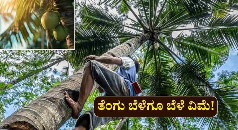 Coconut Insurance-ತೆಂಗು ಬೆಳೆಗಾರರಿಗೆ ಸಿಹಿ ಸುದ್ದಿ: ಶೀಘ್ರದಲ್ಲೇ ಬೆಳೆ ವಿಮೆ ವ್ಯಾಪ್ತಿಗೆ ತೆಂಗು!