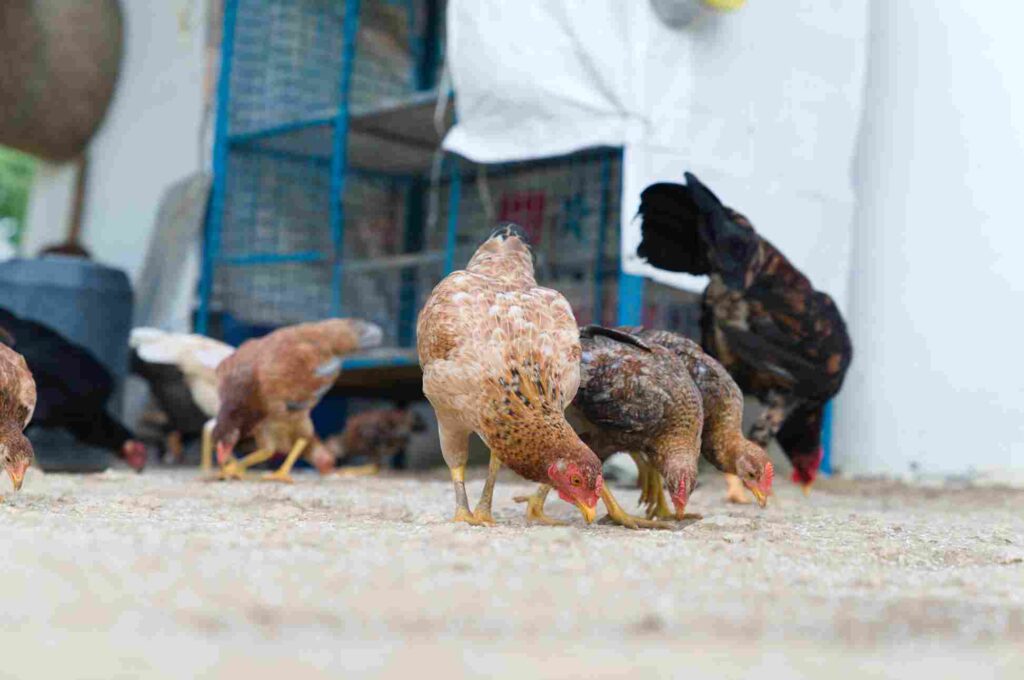 Poultry Shed Subsidy Application