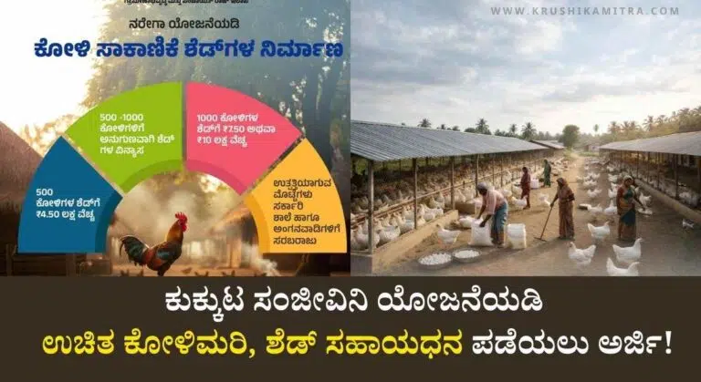 Poultry Shed Subsidy-ಕುಕ್ಕುಟ ಸಂಜೀವಿನಿ ಯೋಜನೆಯಡಿ ಉಚಿತ ಕೋಳಿಮರಿ, ಶೆಡ್ ಸಹಾಯಧನ ಪಡೆಯಲು ಅರ್ಜಿ!
