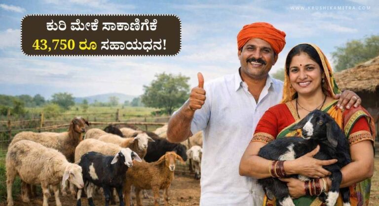 Sheep Farming Scheme-ಕುರಿ ಮೇಕೆ ಸಾಕಾಣಿಗೆಕೆ 43,750 ರೂ ಸಹಾಯಧನ! ಅರ್ಜಿ ಸಲ್ಲಿಸುವುದು ಹೇಗೆ?