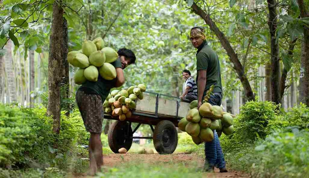 Coconut Farm Subsidy
