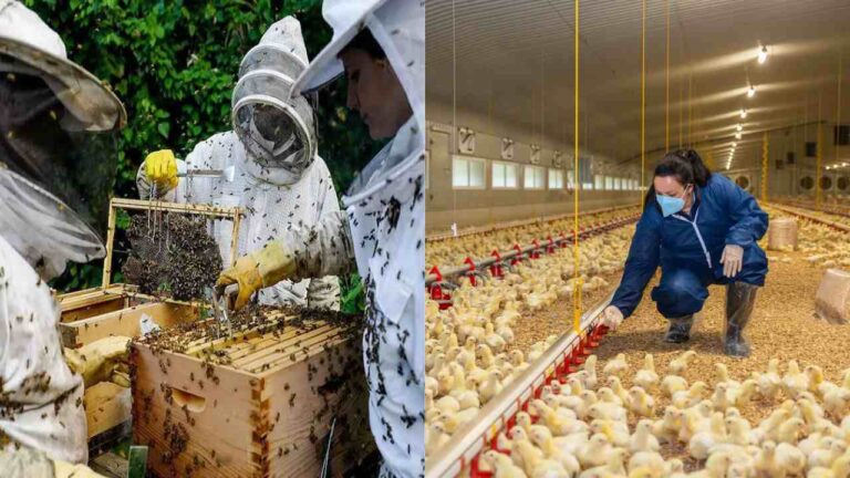 Free Poulty Farming Training-ಉಚಿತ ಕೋಳಿ ಮತ್ತು ಜೇನು ಸಾಕಾಣಿಕೆ ತರಬೇತಿಗೆ ಅರ್ಜಿ ಆಹ್ವಾನ!