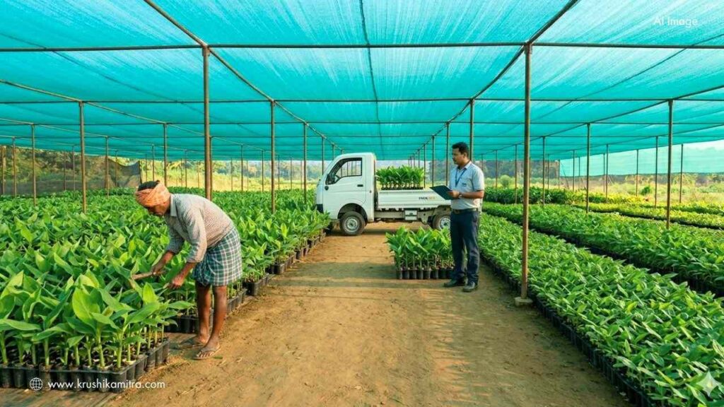 Tissue Culture Banana-ತೋಟಗಾರಿಕೆ ಇಲಾಖೆಯಿಂದ ರಿಯಾಯಿತಿ ದರದಲ್ಲಿ ‘ಅಂಗಾಂಶ ಕೃಷಿ’ ಬಾಳೆ ಸಸಿ ವಿತರಣೆ!