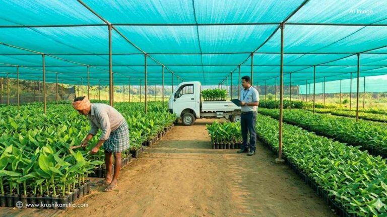 Tissue Culture Banana-ತೋಟಗಾರಿಕೆ ಇಲಾಖೆಯಿಂದ ರಿಯಾಯಿತಿ ದರದಲ್ಲಿ ‘ಅಂಗಾಂಶ ಕೃಷಿ’ ಬಾಳೆ ಸಸಿ ವಿತರಣೆ!