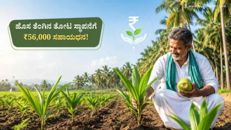 Coconut Farm-ತೆಂಗು ಬೆಳೆಗಾರರ ಗಮನಕ್ಕೆ: ಹೊಸ ತೋಟ ಸ್ಥಾಪನೆಗೆ ₹56,000 ವರೆಗೆ ಸಹಾಯಧನ!